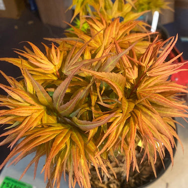 Acer palmatum 'Mystic Mikawa' - Maple Ridge Nursery